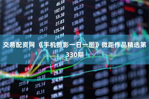 交易配资网 《手机摄影一日一图》微距作品精选第330期